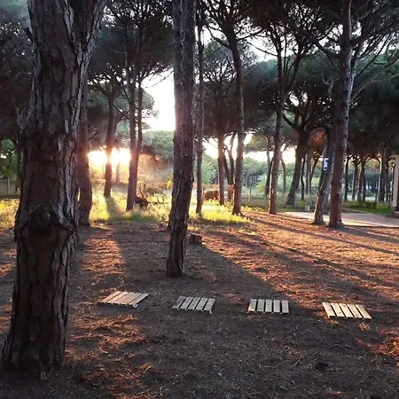 The Pineforest * Chiclana de la Frontera
