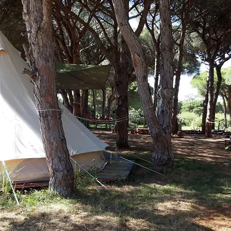 The Pineforest