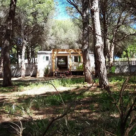 The Pineforest